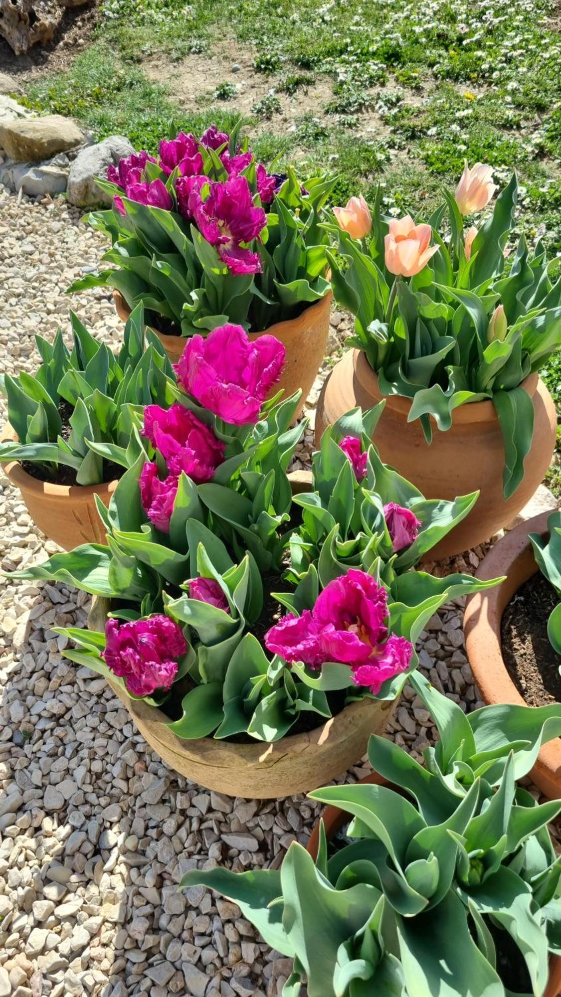 Bed and Breakfast Mas Tulipe De Soie Bevons Esterno foto