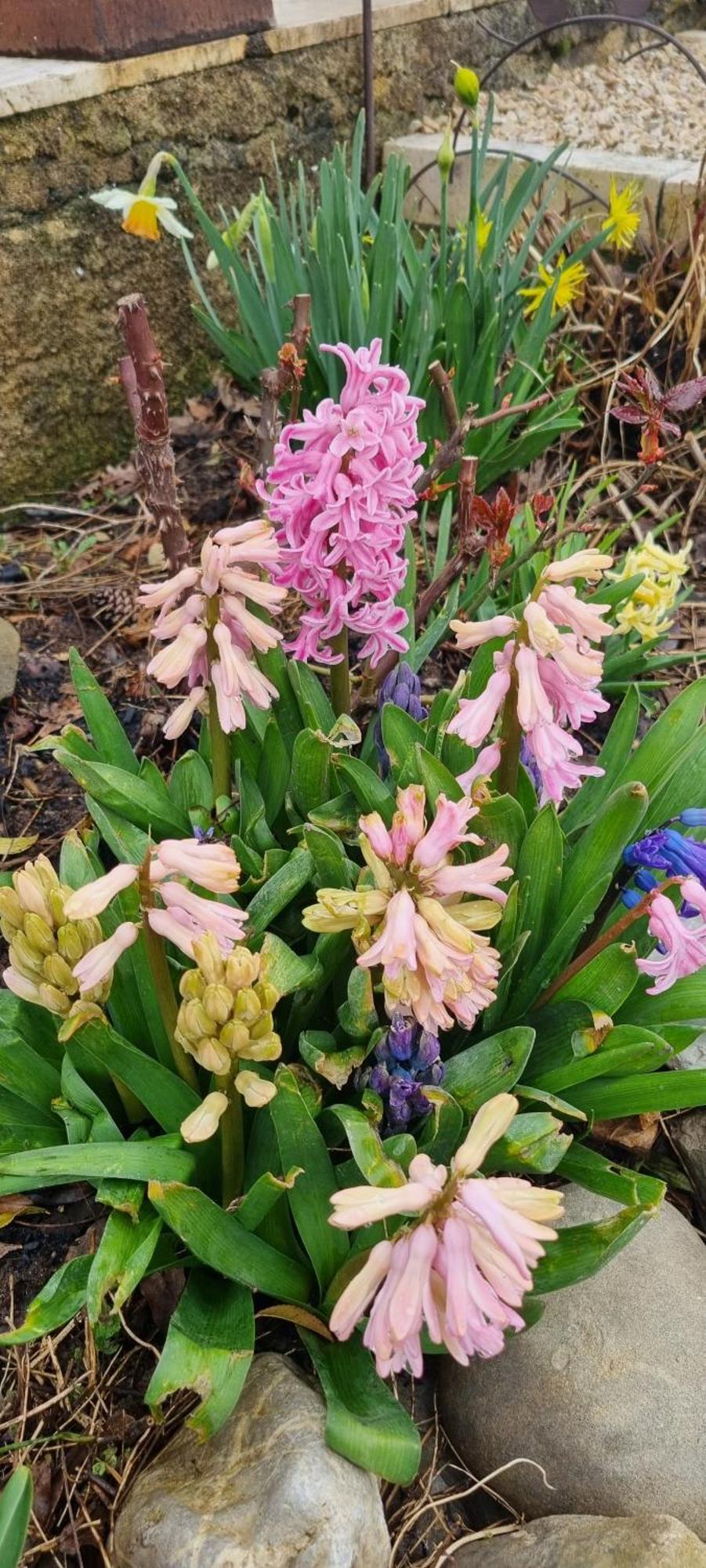 Bed and Breakfast Mas Tulipe De Soie Bevons Esterno foto